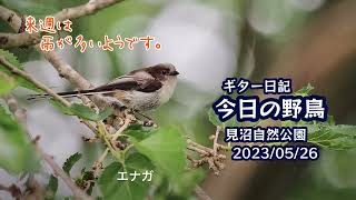 ギター日記　今日の野鳥　・　見沼自然公園　2023年5月26日