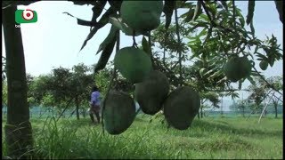 নেত্রকোনায় জনপ্রিয় হচ্ছে বারোমাসি ফল চাষ | Netrokona Fruit | Latest Bangla News | Jayonto | 07Nov18