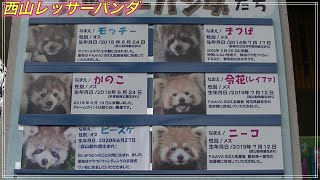 西山動物園　レッサーパンダのまつば親子とモッチー