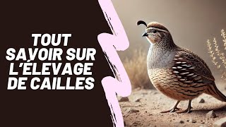 Tout savoir sur l'élevage de cailles ! Combien d'oeufs par jour et l'espace idéal au m2 🐤