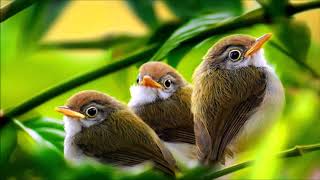 Morning Birds Singing | Ringtones for Android | Animal Ringtones