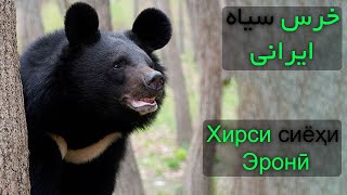 خرس های ایرانی - راز بقا - طبیعت وحشی