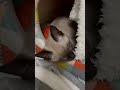 ちゅっちゅする子猫のほっけ【ショート】