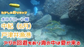 水中ドローン編 中紀 戸津井漁港（6月） アオリのメッカにアジは回遊してきました。