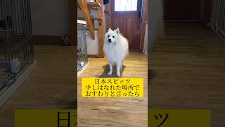 【検証】少し離れておすわりと言ったらスピッツ犬はどうするのか #日本スピッツ #japanesespitz #shorts