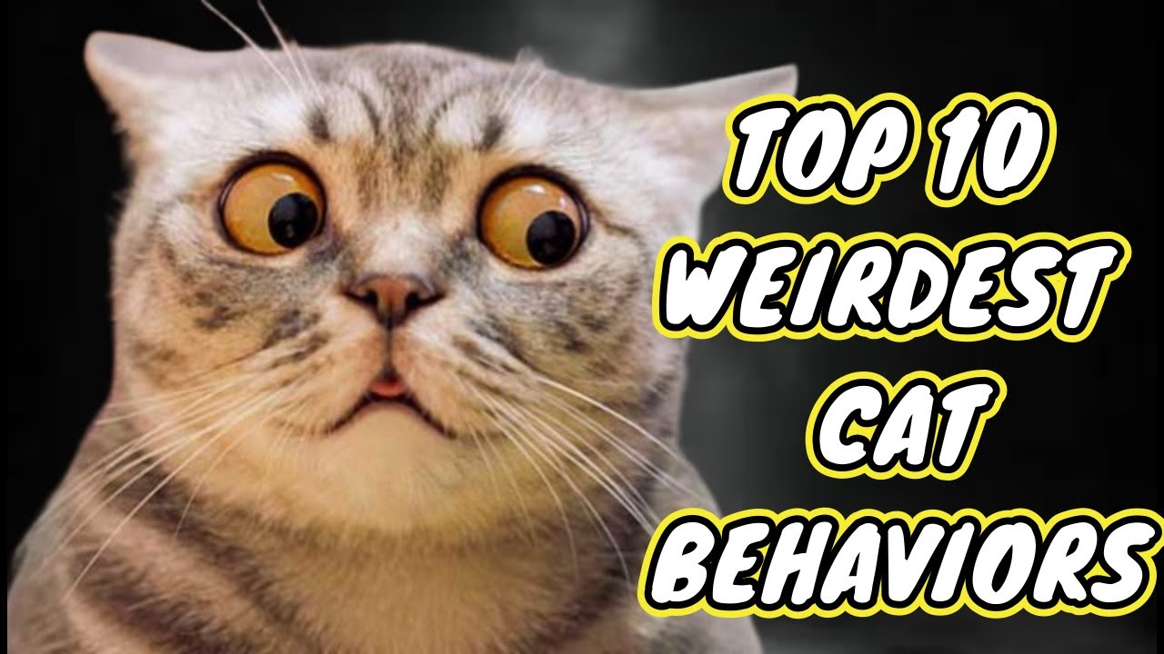 TOP 10 WEIRDEST CAT BEHAVIORS - YouTube