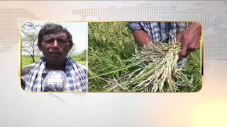 Farmers in distress due to crop damage | NandighoshaTV