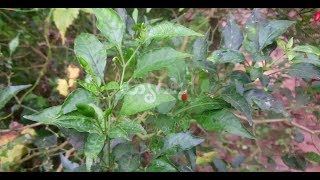 കാന്താരി മുളക് ചെടിയിലെ കുരുടിപ്പ് - birds eye chilli plant leaf curl decease recovery