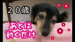 ももとの日々＃261 歩けなくなった20歳シニア犬、順調なんだけどね