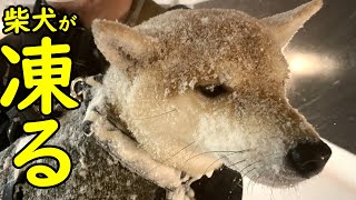 【かわいい】猛吹雪の中での散歩で拒否柴しまくる柴犬の末路