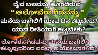 ಅಲೋವೆರಾ ಗಿಡವನ್ನು ಮನೆಯ ಬಾಗಿಲಿಗೆ ಯಾವ ದಿನ ಕಟ್ಟಬೇಕು \u0026 ಯಾವ ಸಮಯದಲ್ಲಿ ಹೇಗೆ ಕಟ್ಟಬೇಕು? / benifits of aloevera