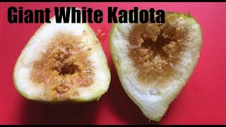 Giant White Kadota Fig.  100grams Delicious Fig