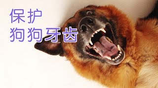 狗狗牙齿如何保护?|养狗教学Dog Care Tips:Protect Your Dog’s  Teeth