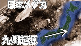 メダカは何故日本各地に棲息地を拡大できたのか？起源は九州北部