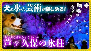 【犬連れで冬の氷イベント】あしがくぼの氷柱【秩父名物グルメも！】