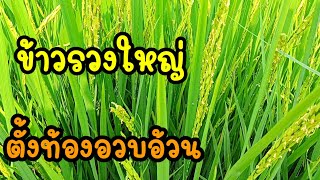 รวงใหญ่เมล็ดดก!อัพเดทข้าวนาปรัง3เดือน🌾🌾