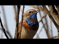 Amazing bird sound for your cats 2024 by Robin Seplut