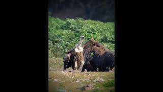 Himalayan Griffon/ vulture / gidh