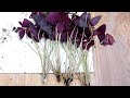 How to Divide and Propagate Oxalis Triangularis + Care Tips (Purple Shamrock )