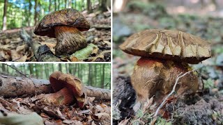 Huby Hríby 2022 - Hríb zrnitohlúbikový / Grzyby Pilze Mushrooms Porcini