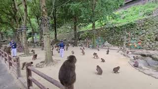 2022/09/25  高崎山自然動物園  Ｂ群  イモ取り競争