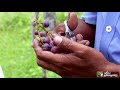 uzhavukku uyiroottu பன்னீர் திராட்சை சாகுபடி 17 11 2018 grapes