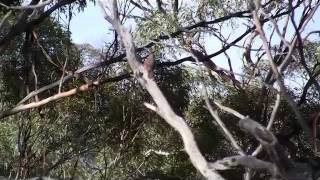 Rufous Treecreeper - Bird watching in Australia with Ej-Birdwatching