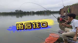 野钓：暴雨过后江水浑浊，鱼口确实好，来看看都钓了些什么鱼？