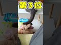 ネッコさん動画見てニヤけたら勝ちwww 動物 ネコ 癒し