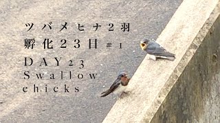 (46)ツバメ2羽孵化23日#1 午前中２羽の飛行練習。ママ見守り大活躍 !!/Swallow 2 chicks in the nest! DAY 23#1