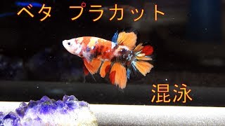 【アクアリウム】混泳 ベタ プラカット キャンディーニモ Betta Plakat Nemo Candy 3日目 Nikon P1000 4K