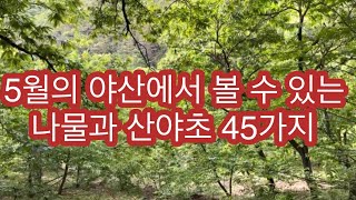 야산에서 볼 수 있는 5월의 산야초 45가지의 모습(부여)