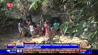 Sawah di Parung Panjang Terancam Gagal Panen Akibat Kekeringan