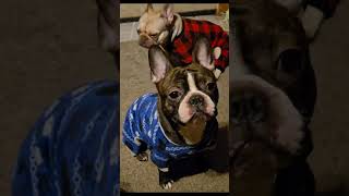 Diesel and Ember Go on a Valentine's Day date! #Fyp #Frenchie #Frenchiesofyoutube