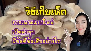 เห็ดนางฟ้าภูฐาน วิธีเก็บเห็ดและ การปลูกเห็ดแบบใหม่ เอาฝาจุกออก