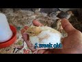 காடை குஞ்சு பராமரிப்பு ।। quail care from chick to adult ...