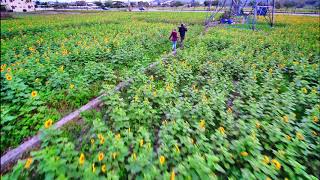 2017通霄花海 花田一飛