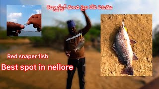 Red snapper /mangrove jack fishing in nellore  #fishing #nellore #andhrapradesh #redsnapper