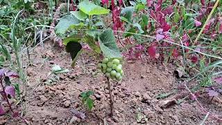 ഇത്ര ചെറിയ തയ്യിൽ മുന്തിരി //Can budded grapes be caught this way?