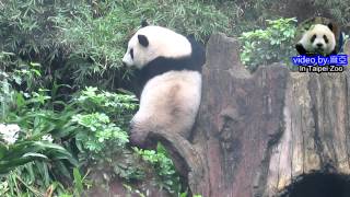 20141102圓仔跌倒後落跑The Giant Panda Yuan Zai