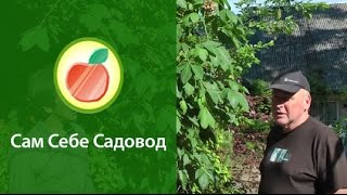 Сажать каштан или не сажать?