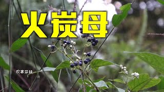 农村植物“火炭母”不是杂草，它能解决生活中的烦恼，快来认识吧【农家莎妹】