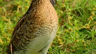 針尾鷸 (針尾沙錐) Pin-tailed Snipe  26/09/2017