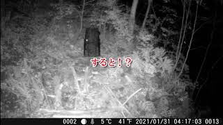 【鶏舎を守れ！】21匹目のタヌキを捕獲・・・その時！？