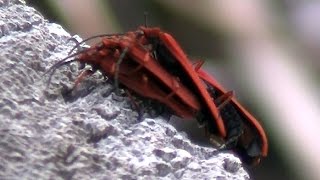 Net-winged Beetles Mating