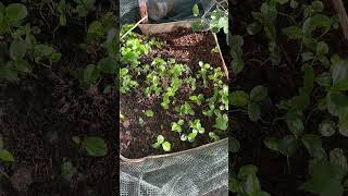 Easy Passion Seedlings កូនផាសិនបណ្តុះងាយៗ