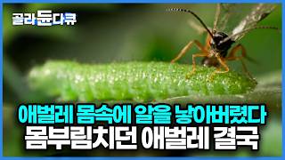 가만히 있던 애벌레의 몸속에 알을 낳은 벌｜자연 다큐｜다큐프라임｜#골라듄다큐