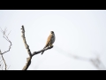 紅隼 eurasian kestrel falco tinnunculus