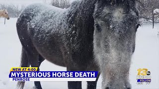Fremont County Deputies investigating mysterious horse death in Penrose