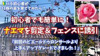 ナエマの剪定と誘引!ポイントを押さえれば初心者でも簡単にできます/前回の剪定を教訓にアップデート